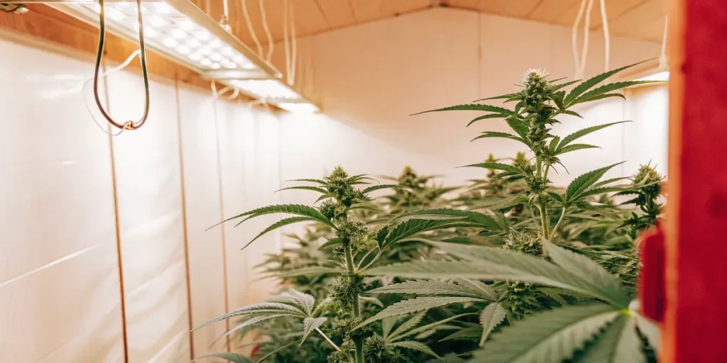 Cannabis plants growing indoors under LED grow lights