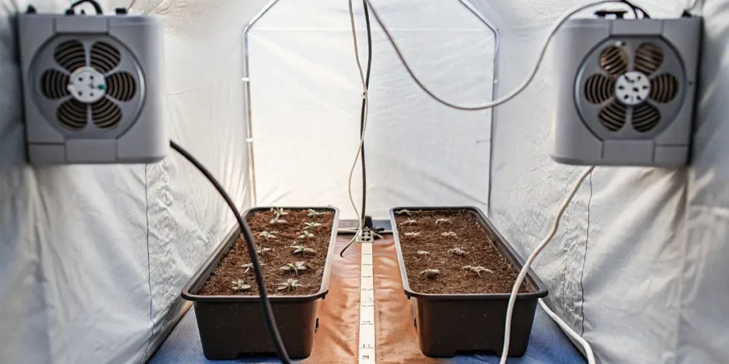 Cannabis seedlings sprouting in soil trays inside a white grow tent with ventilation fans.