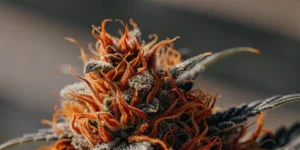 How to Grow Euforia: A Step-by-Step Guide