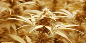 How to Grow Kerosene Krash: A Step-by-Step Guide