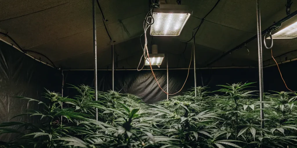 How to Grow Desfran: A Step-by-Step Guide