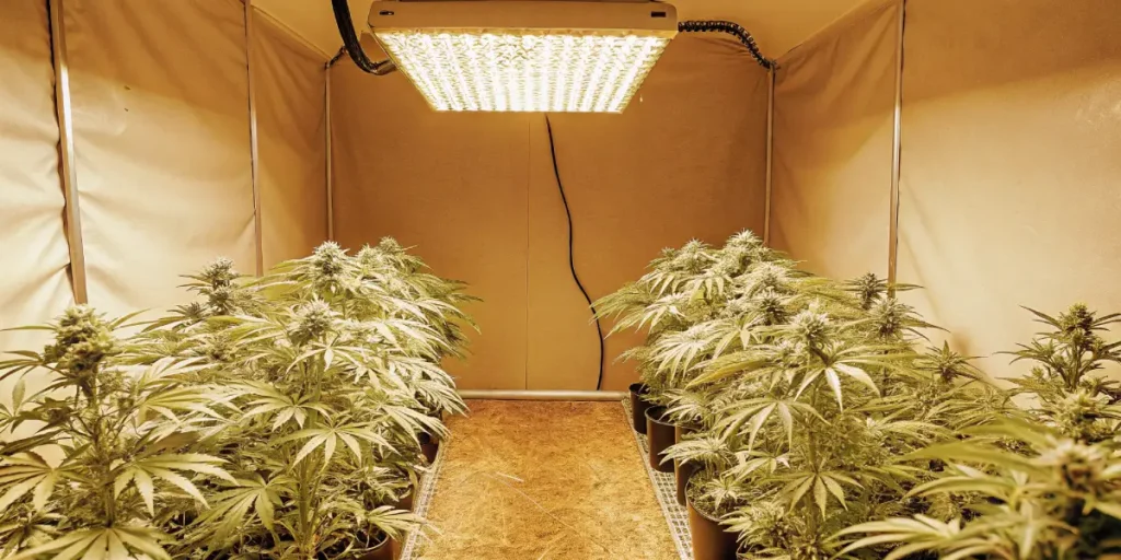 How to Grow auto critical orange punch: A Step-by-Step Guide