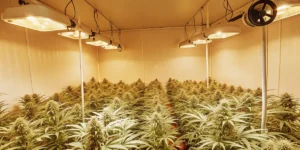How to Grow Swiss Dream CBD: A Step-by-Step Guide