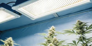 How to Grow Swiss Dream Rose Auto CBD: A Step-by-Step Guide