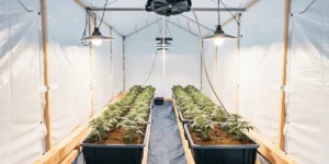 How to Grow Auto Banana Blaze: A Step-by-Step Guide