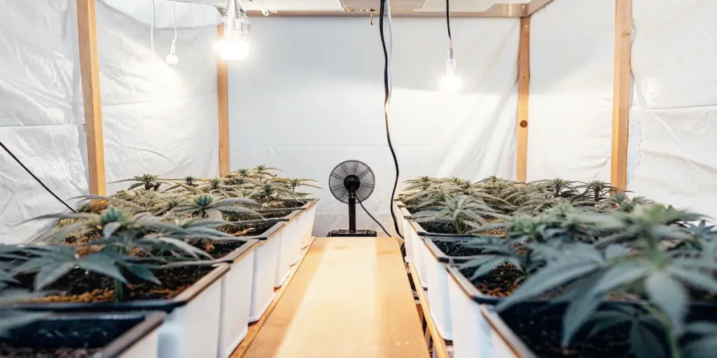 cannabis plants in indoor grow tent with LED lights