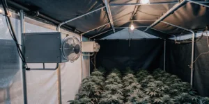 How to Grow auto oh my gusher: A Step-by-Step Guide