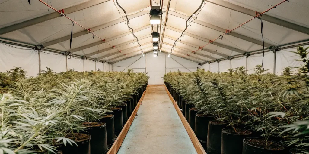 large indoor cannabis grow tent with rows of healthy plants in black pots under artificial lights