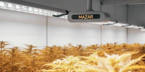 How to Grow Mazar: A Step-by-Step Guide