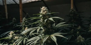 How to Grow Pamir Gold: A Step-by-Step Guide