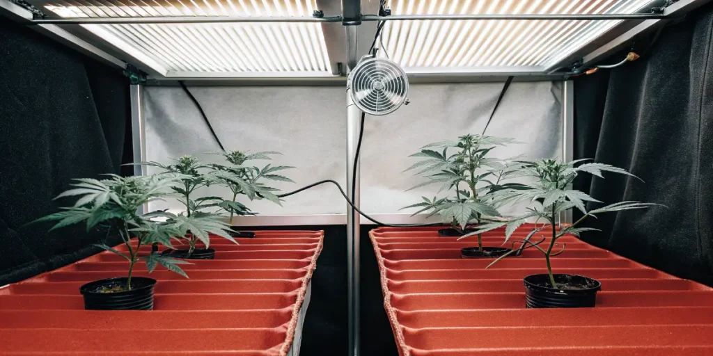 Young cannabis plants growing under LED lights in a hydroponic system.