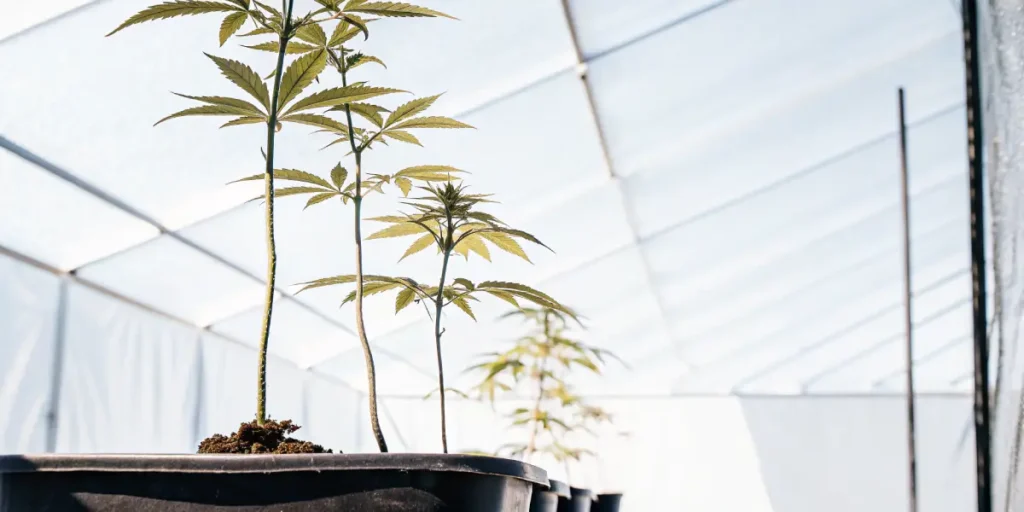 young Frisian Dew cannabis plants in greenhouse with natural light