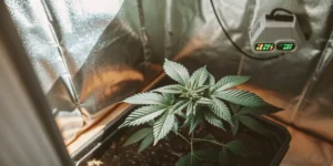 Hyper-realistic photograph of an autoflower cannabis plant thriving in a reflective grow tent with environmental controls.