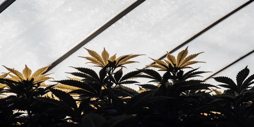 Ideal Temp and Humidity for Autoflowers