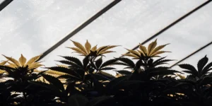Ideal Temp and Humidity for Autoflowers