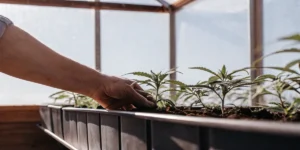 Close-up of a gardener's hand gently tending to small cannabis seedlings in a long planter under bright sunlight.