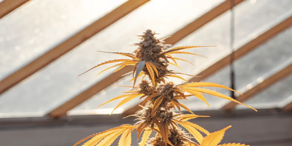 Close-up of a cannabis plant with dense, golden-hued buds and leaves under sunlit greenhouse panels.