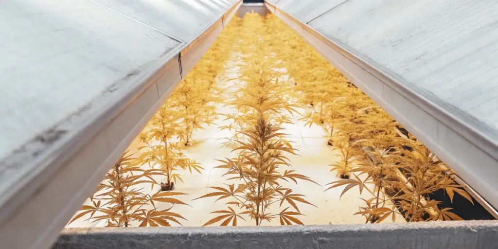 Top-down view of an indoor cannabis cultivation room filled with rows of golden-hued plants under bright lights.