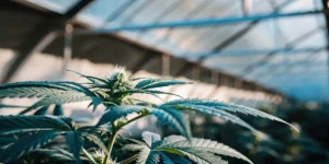 Macro photograph capturing intricate details of a cannabis bud with white pistils and dark green leaves in a bright greenhouse.
