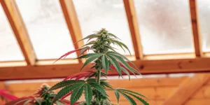 4 Weeks Into Flowering and No Buds