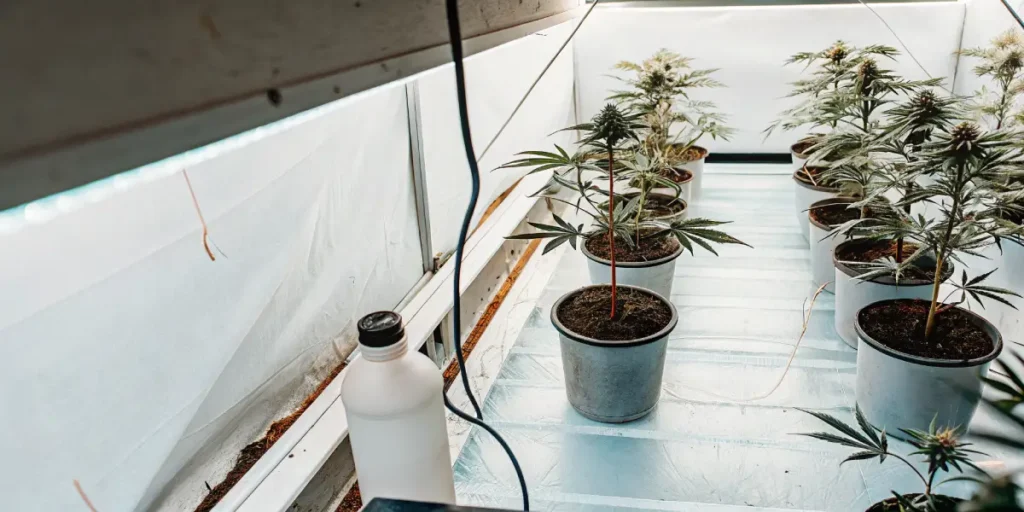 Overhead view of an indoor cannabis cultivation room with potted plants and an irrigation system with tubing.