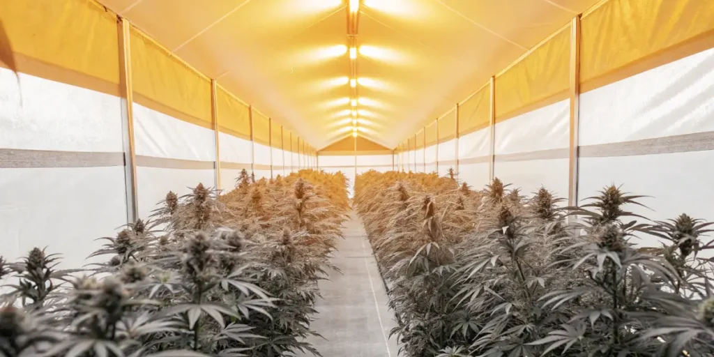 Wide-angle photo of an indoor grow room tunnel filled with rows of mature cannabis plants under bright warm lights.