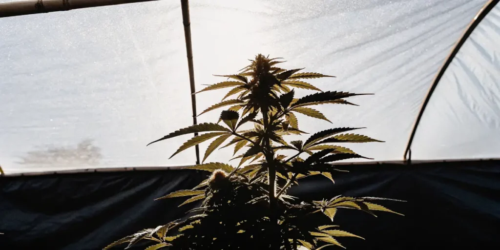Deps vs Indoor Weed: A Comprehensive Comparison