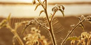 Spider Mites on Buds at Time of Harvest