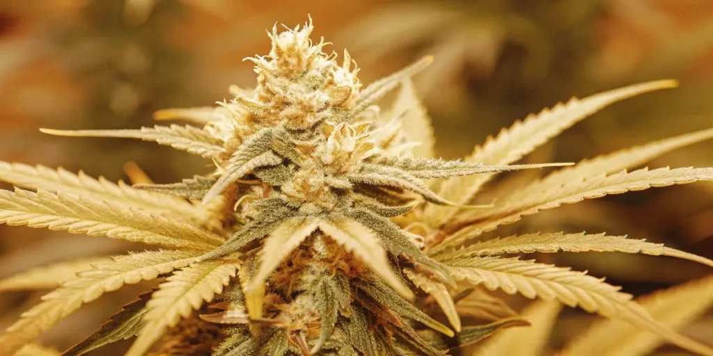 Apple Fritter Auto cannabis plant with golden-hued buds in bloom.
