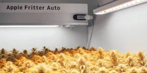 How to Grow apple fritter auto: A Step-by-Step Guide