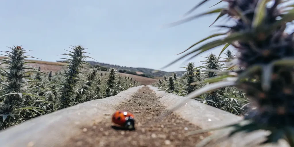 wide outdoor cannabis field with ladybug on wooden edge