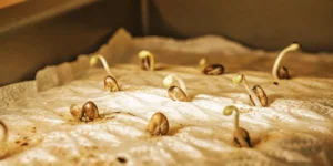 How to Grow super ak: A Step-by-Step Guide