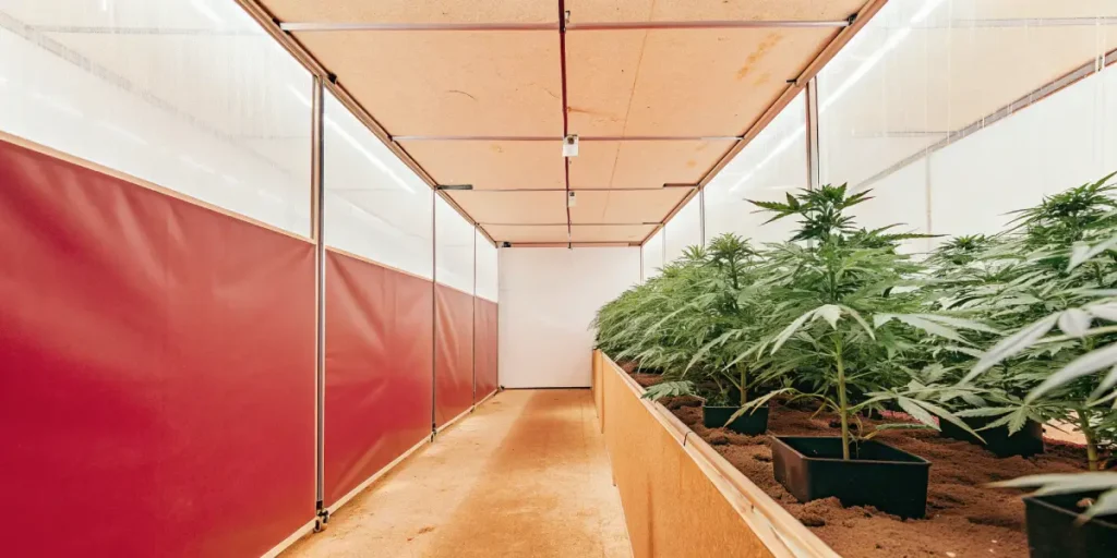 Cannabis plants growing in a controlled greenhouse environment.