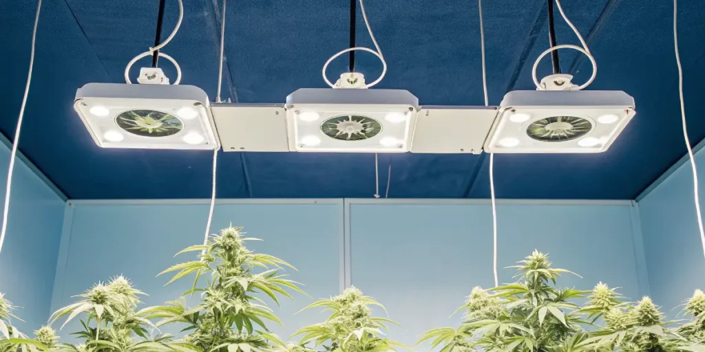 Cannabis plants growing under high-efficiency LED lights.