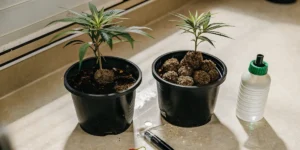 How to Grow Royal Cookies Auto: A Step-by-Step Guide