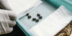 How to Grow Auto Duck: A Step-by-Step Guide