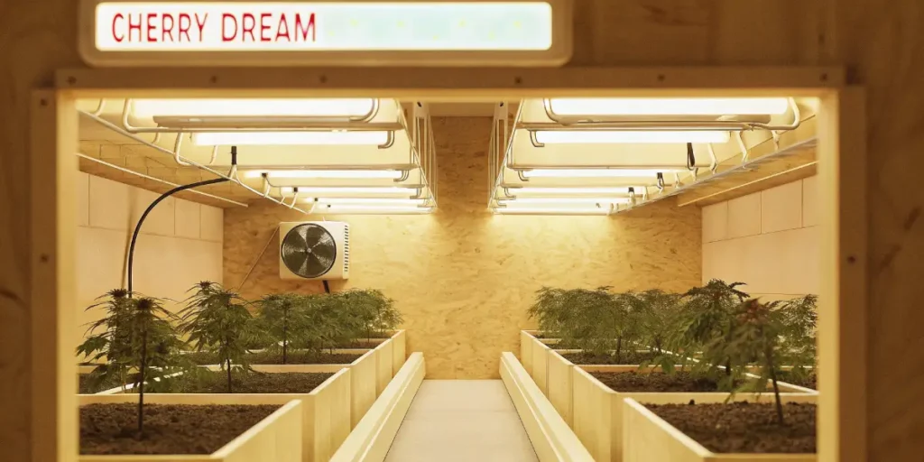 Indoor grow room with Cherry Dream cannabis plants under strong artificial lighting.