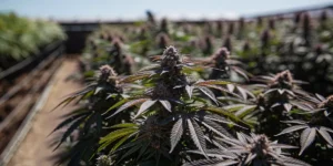 How to Grow Sundae Drivers: A Step-by-Step Guide