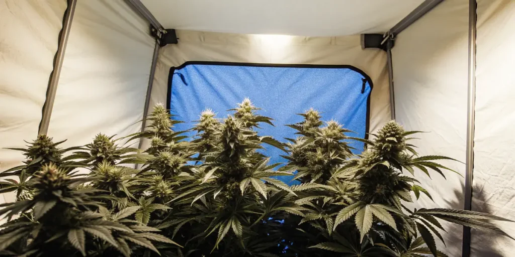 Flowering cannabis plants in an indoor grow room under LED light.
