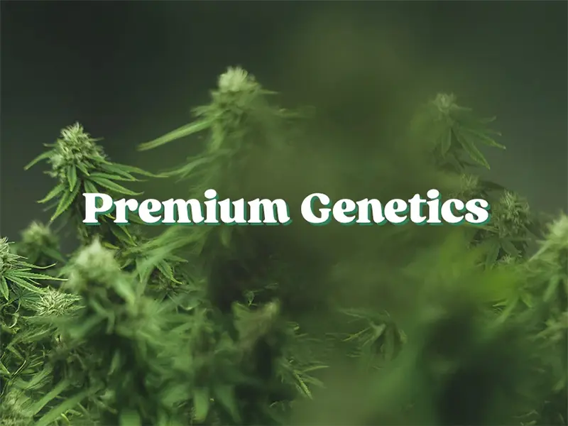 global green genetics Cannabis plants stand surrounded by lush greenery, with the bold white text “Premium Genetics” overlaying the image, suggesting quality plant breeding or cultivation.