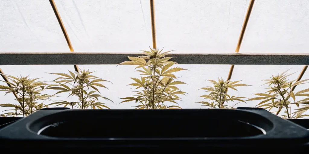 Hydroponic cannabis plants growing tall inside a greenhouse.