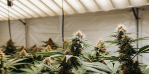 How to Grow Tropicana Cookies Purple Auto: A Step-by-Step Guide
