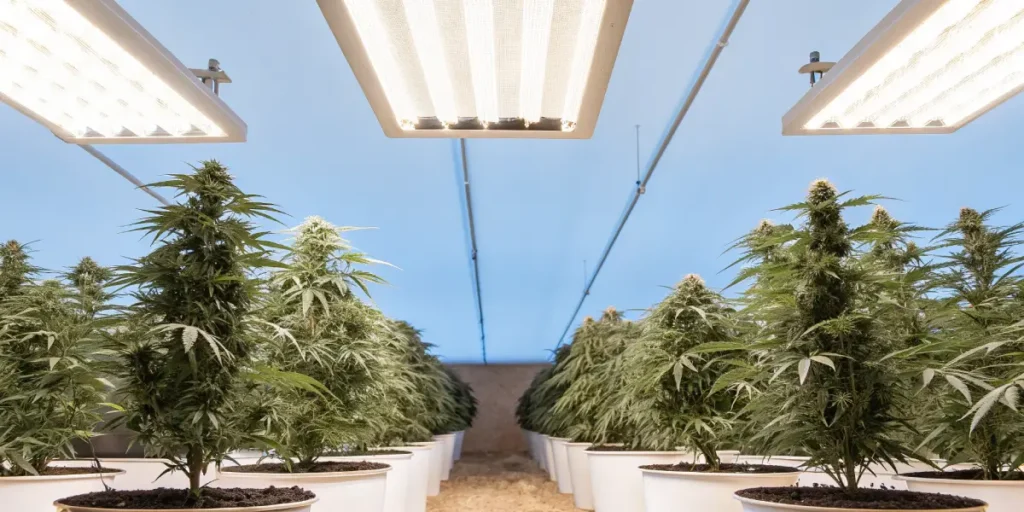 How to Grow Auto Kerosene Krash: A Step-by-Step Guide