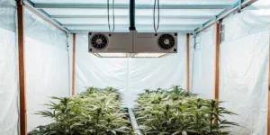 How to Grow Auto THC Victory: A Step-by-Step Guide