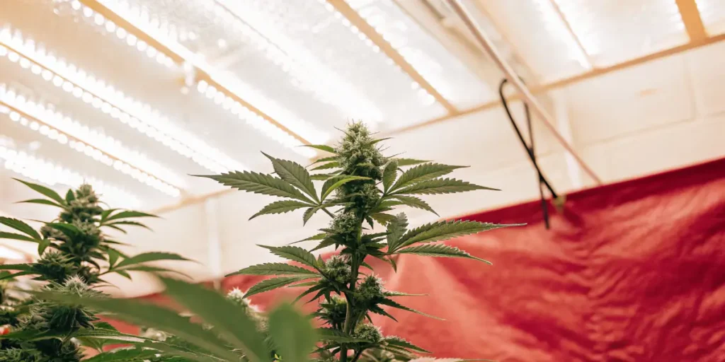 Indoor cannabis plants thriving under LED grow lights.