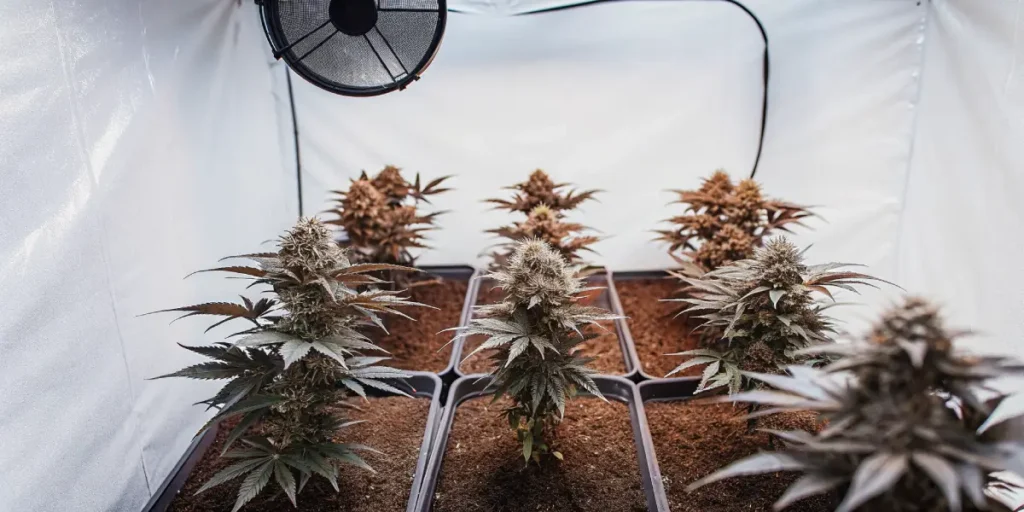 Indoor cannabis grow tent with multiple flowering plants in containers.
