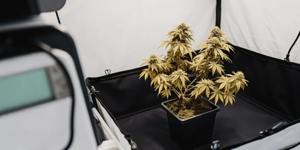 Indoor LSD Auto cannabis plant in mid-growth stage inside a grow tent.