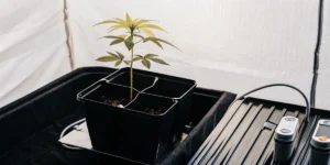 How to Grow lsd auto: A Step-by-Step Guide