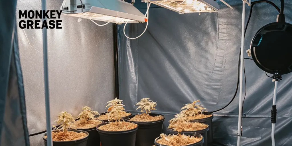 Monkey Grease cannabis strain growing in pots under LED lights indoors