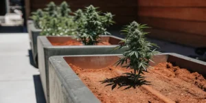 How to Grow gg4 sherbet: A Step-by-Step Guide